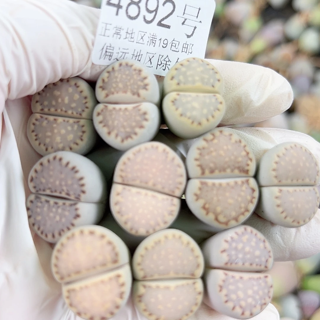 4892四年饼干10个1.5-2cmo
