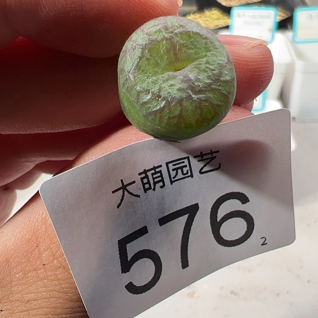 0000576 一物一拍……