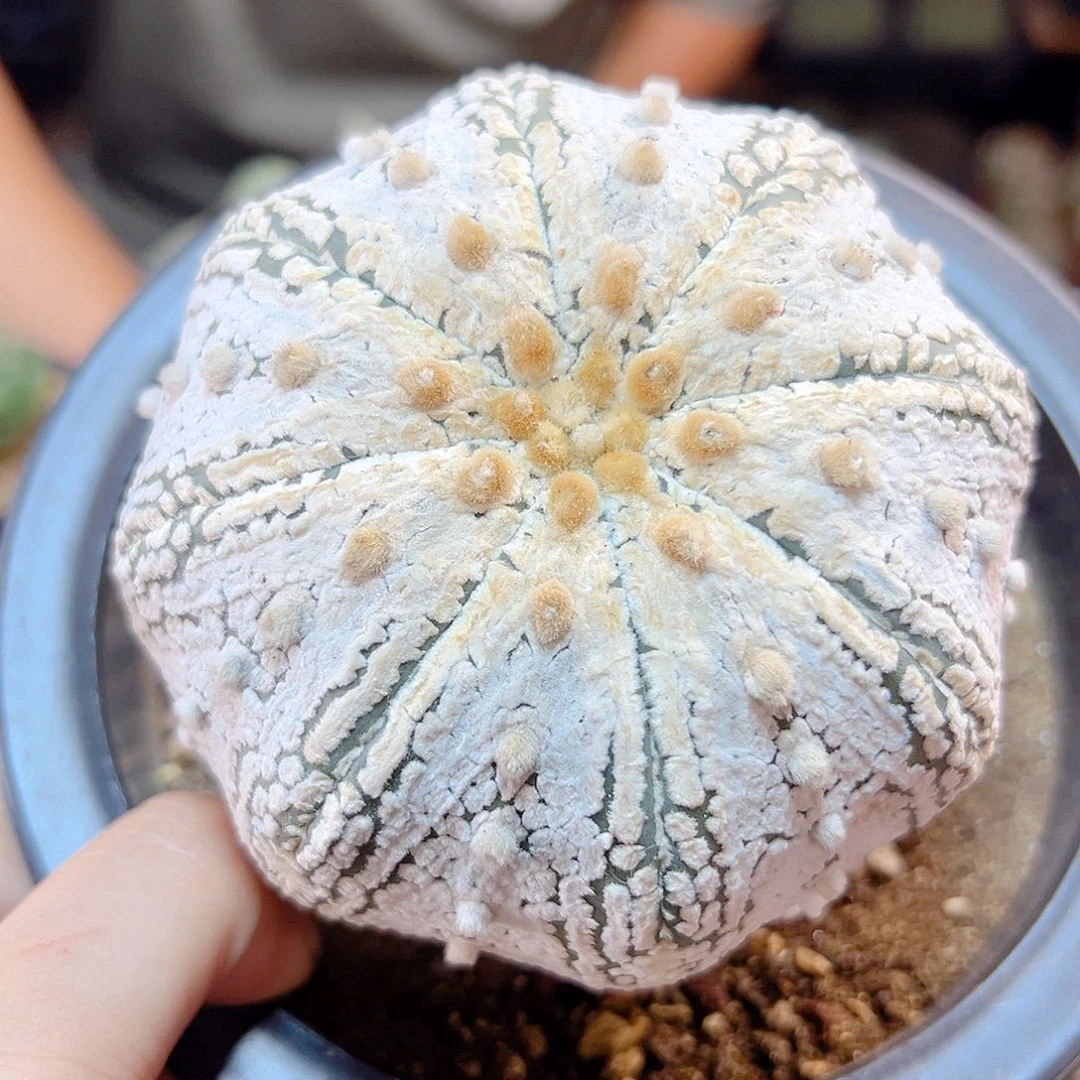 45号海星超兜带盆9.2公分