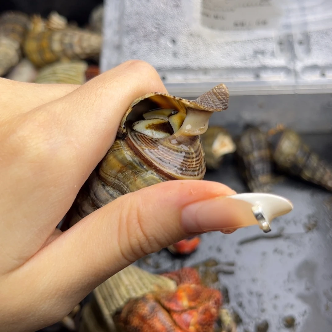 异色绿马岛深紫1.5口