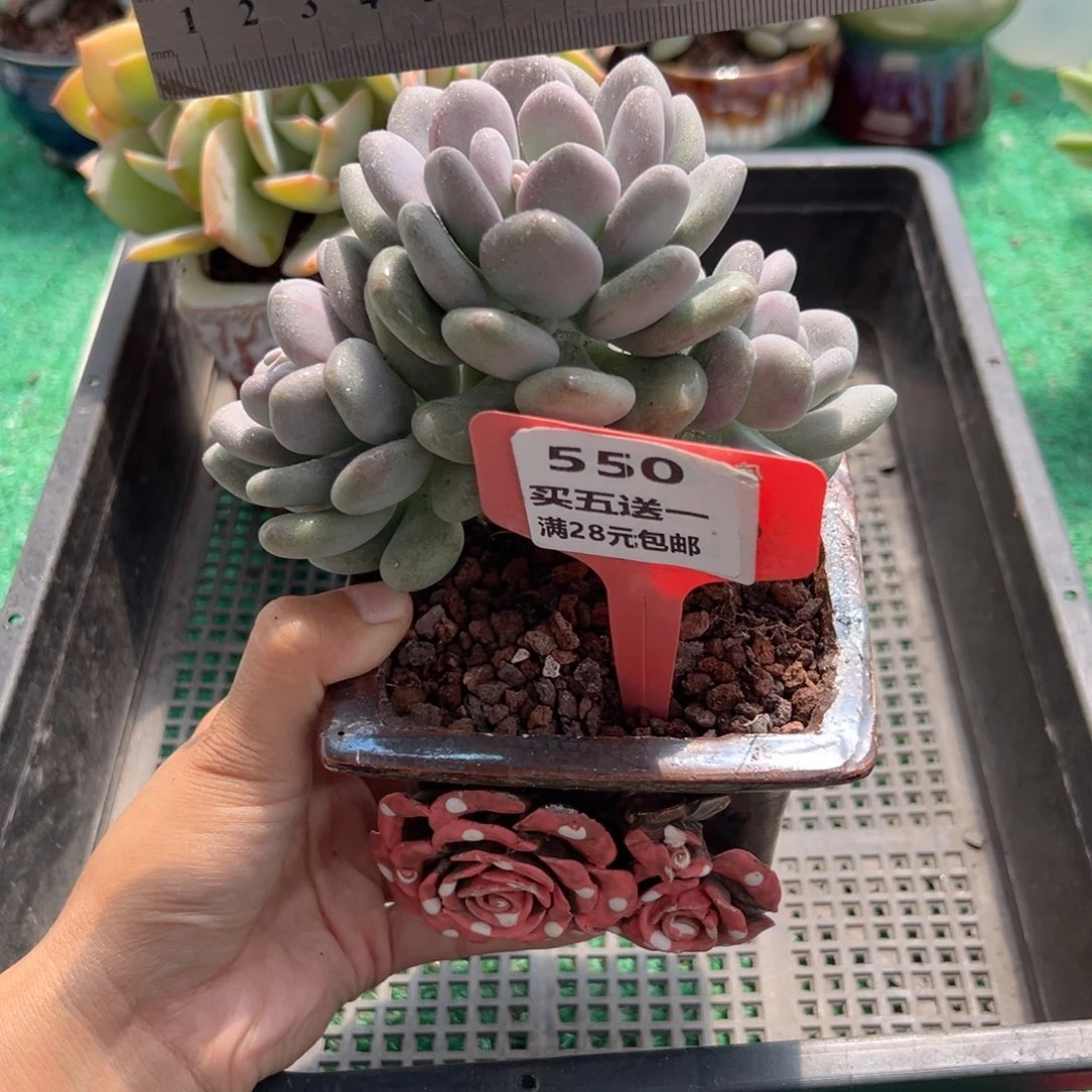 表妹精品多肉植物550.