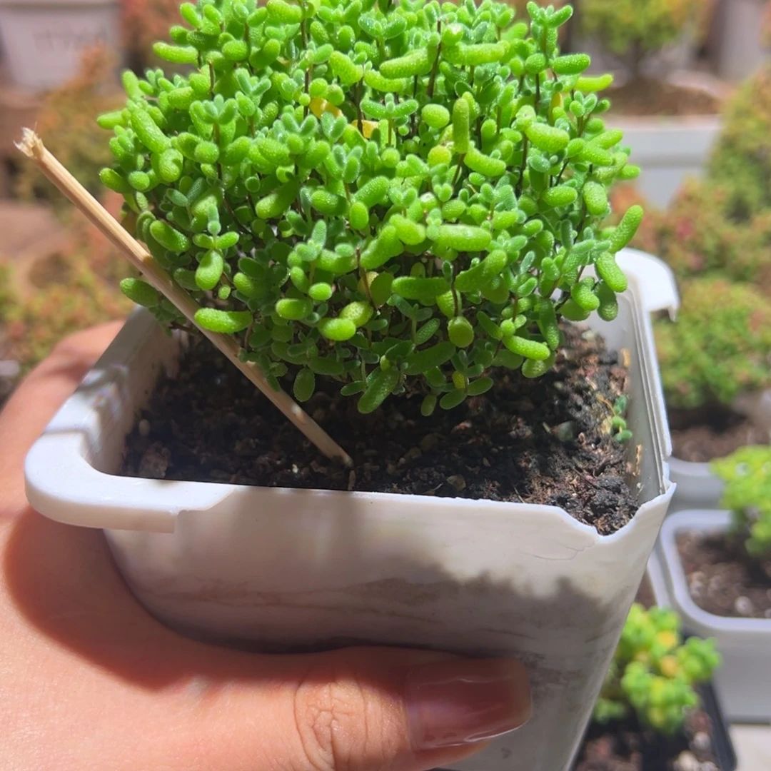 282蜜橘带土发货一物一拍