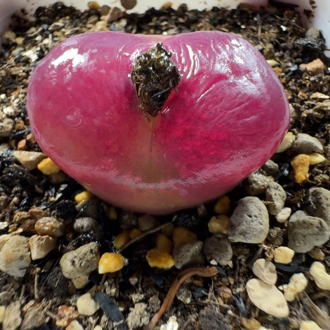 2767。漂亮毛毛一颗。尺寸2.9