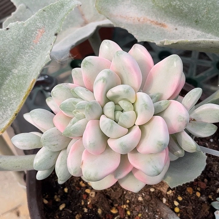 花斑露锦。锦龙一物一拍