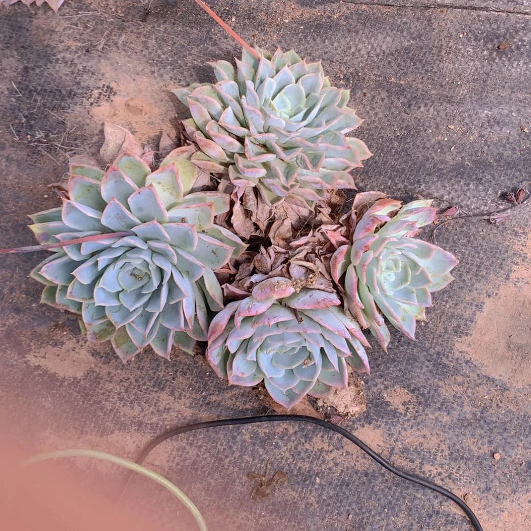 约瑟琳3个快递包邮