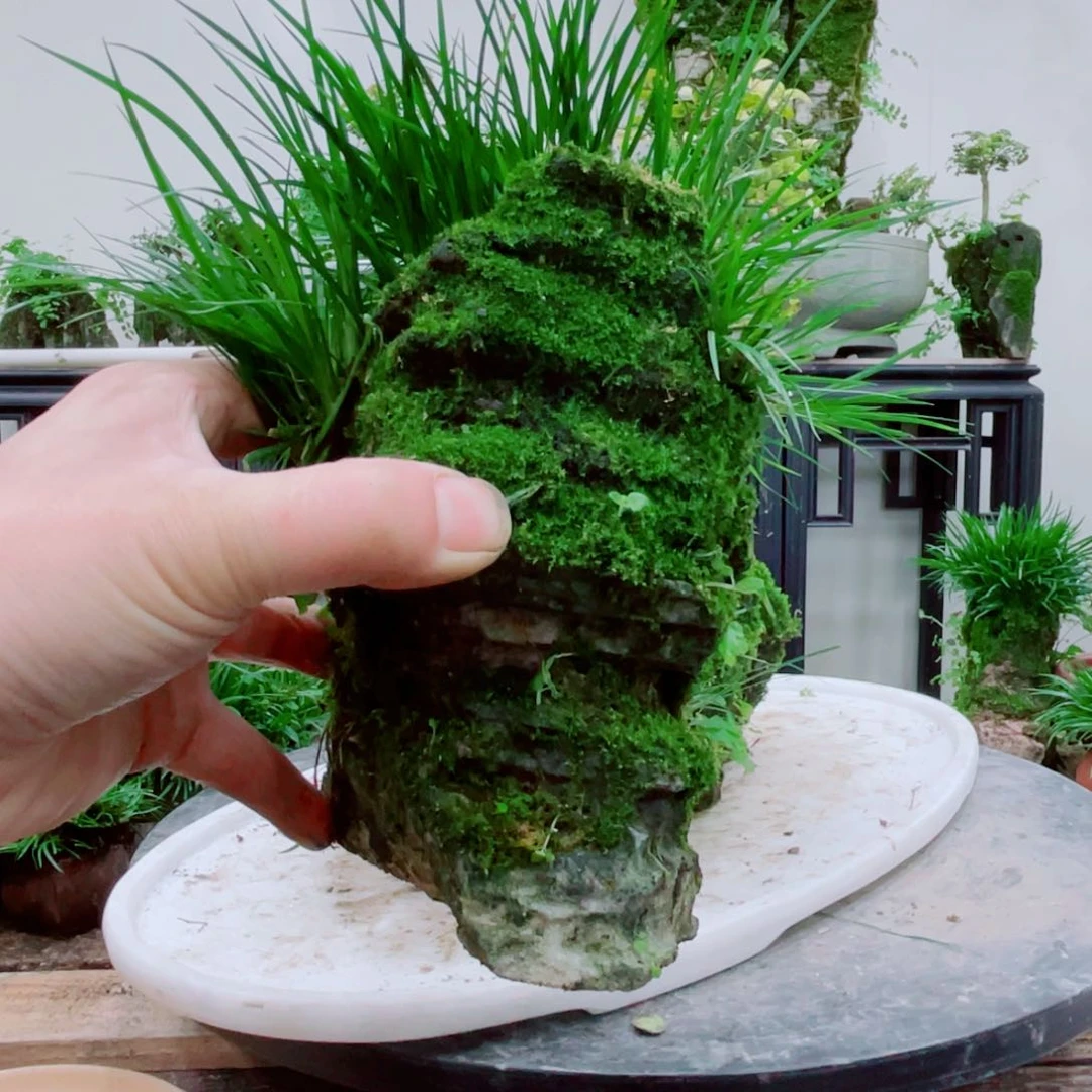 无铅玻璃3****5铁线蕨铁线蕨体系