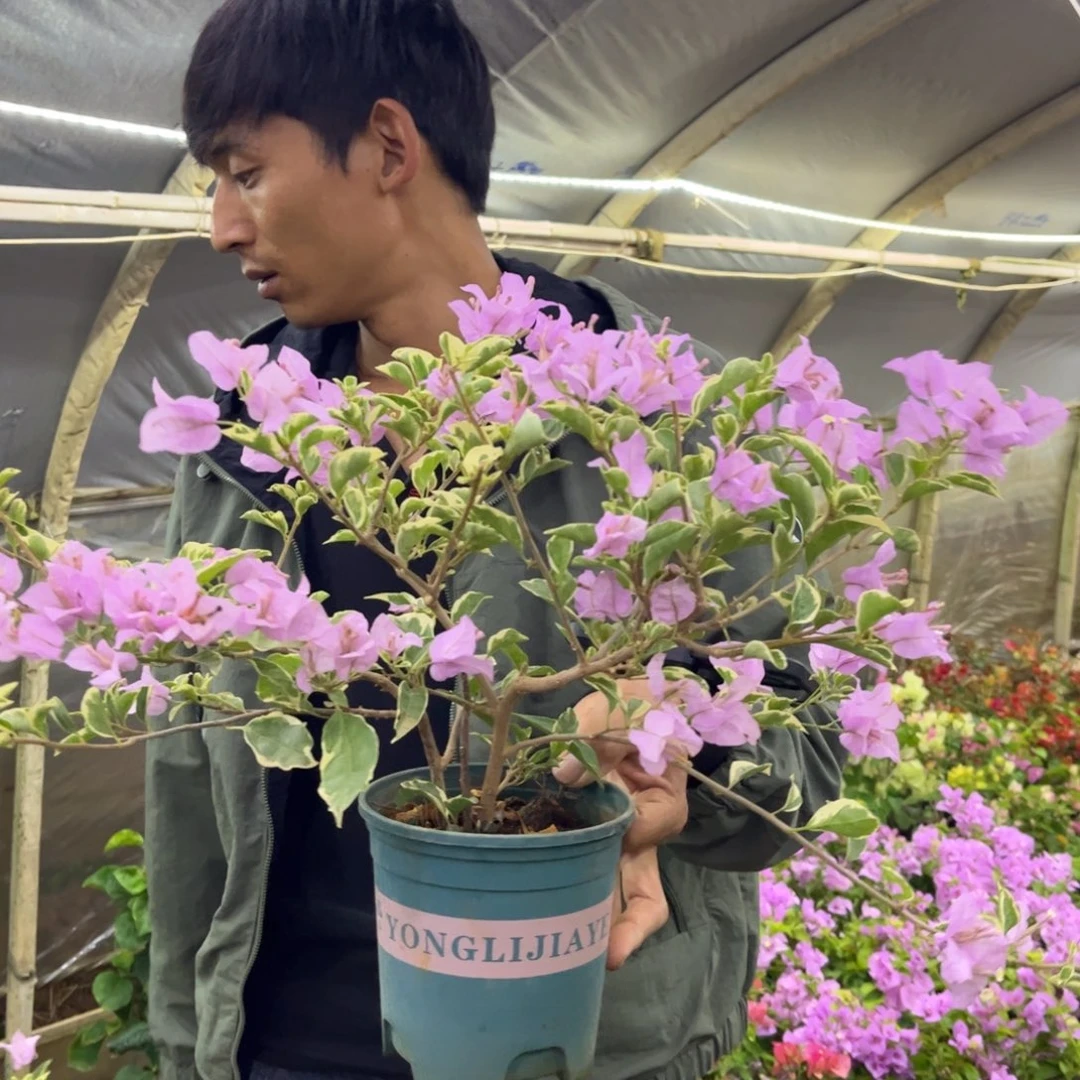 完全开放（金边苹果花）三角梅会落花落叶会光杆苗有大有小