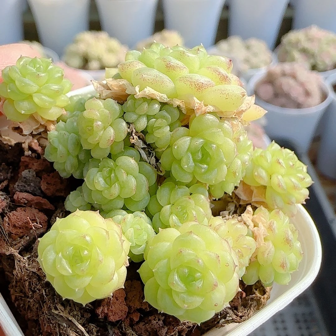 1210-62（ht-24）优选多肉