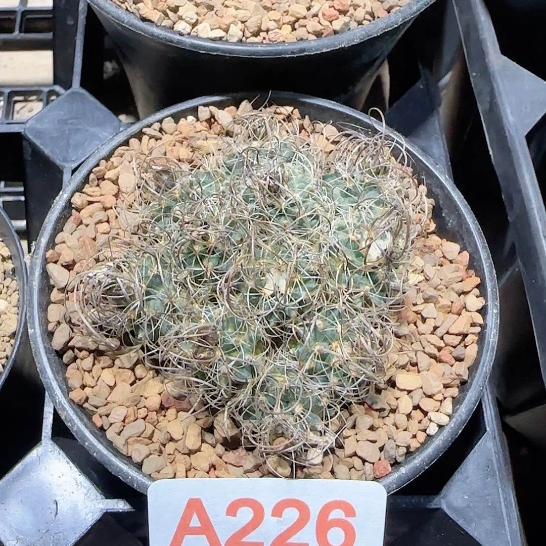 草刺娇丽 自根仙人球226