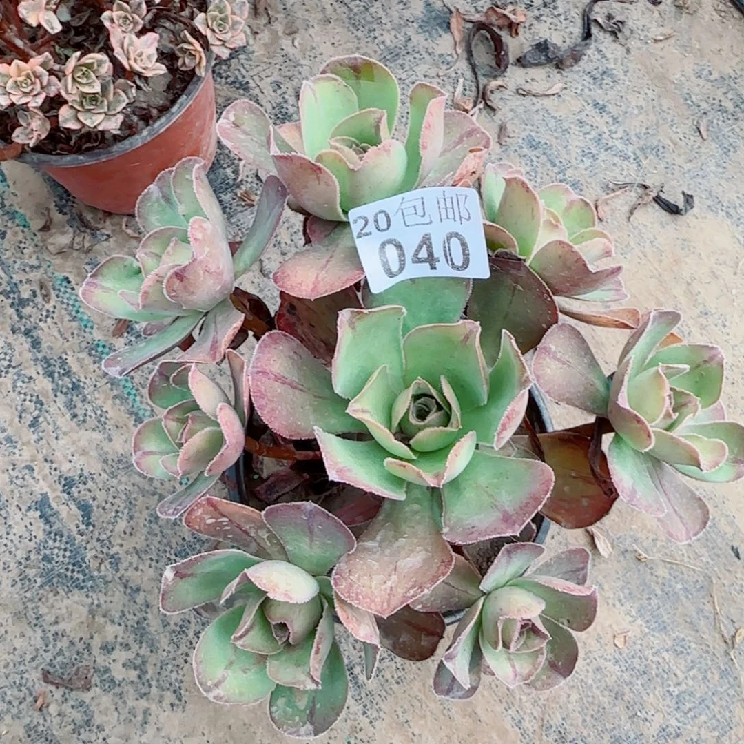 红富士040满20包邮断枝不包