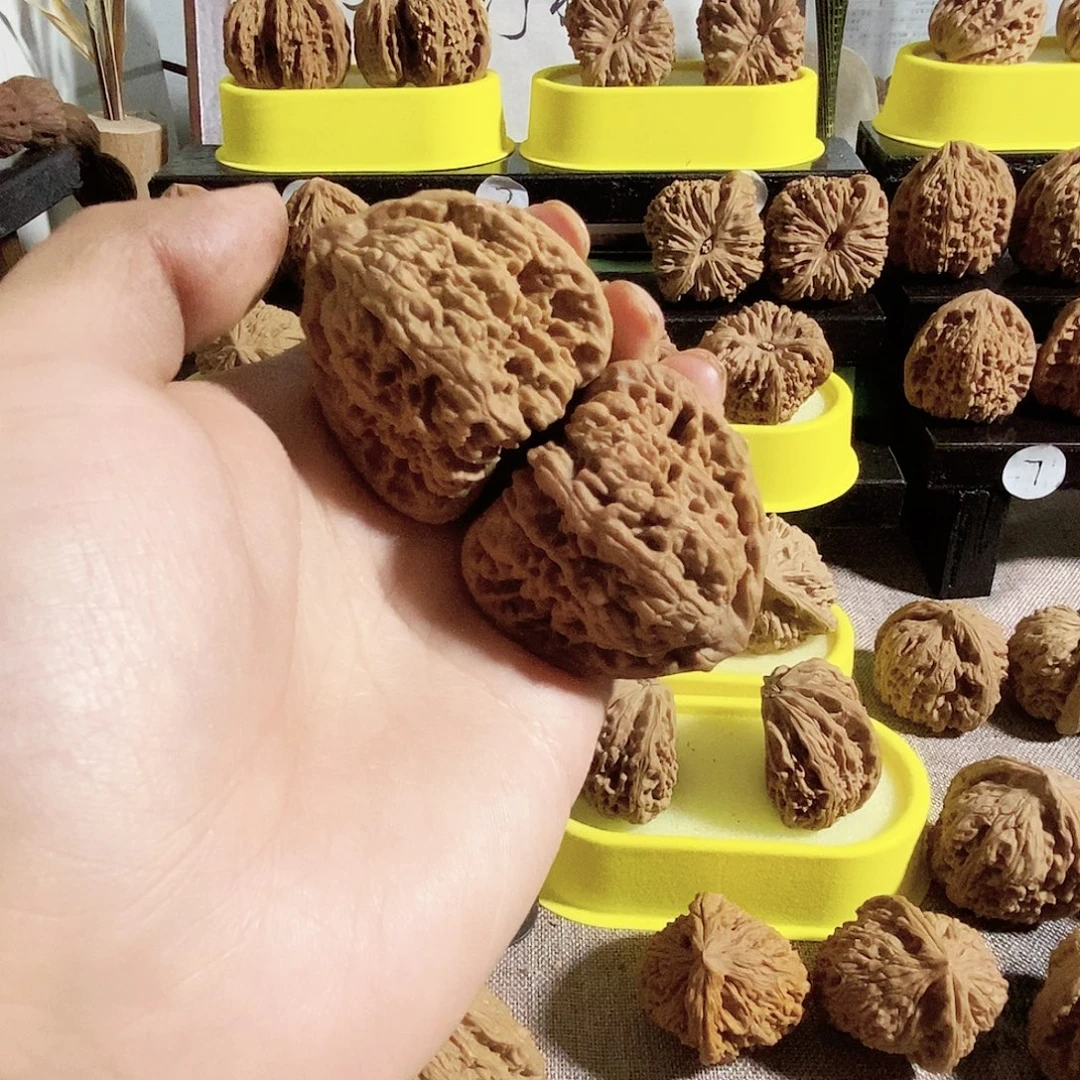 点***据菩提籽类今天是不是又要