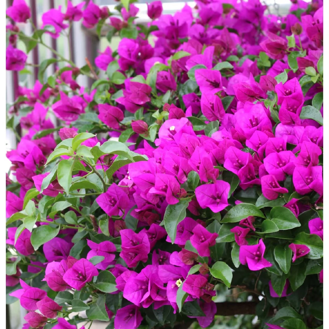 佰梅园 季节性沙斑安格斯三角梅扦插袋苗