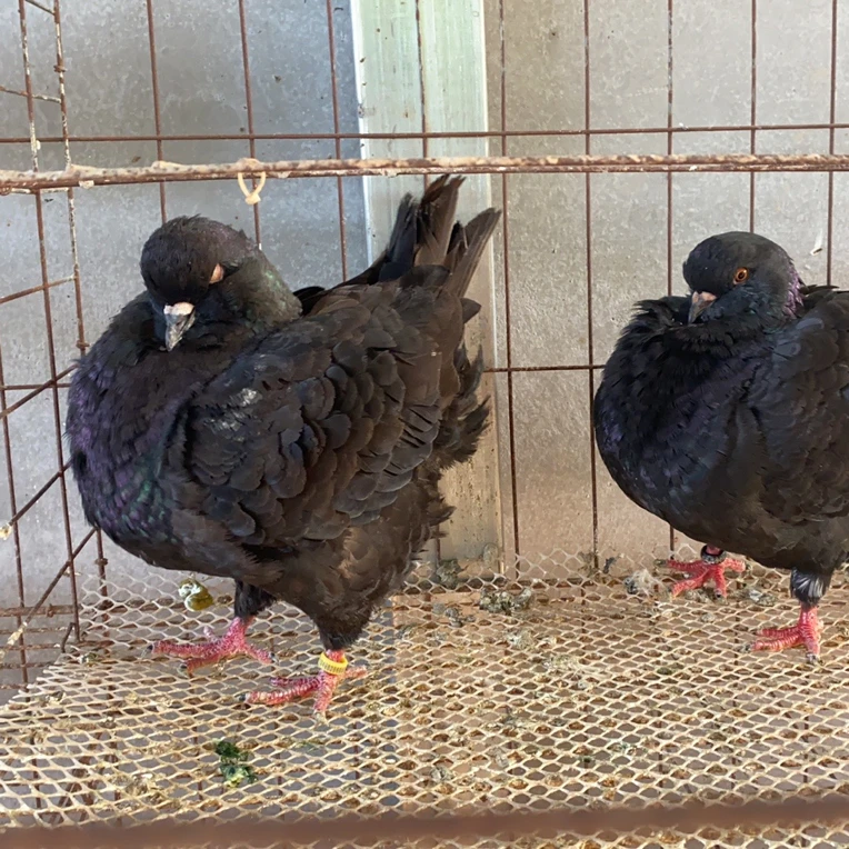 农家放养土鸽宰杀整只新鲜鸽子肉可煲汤