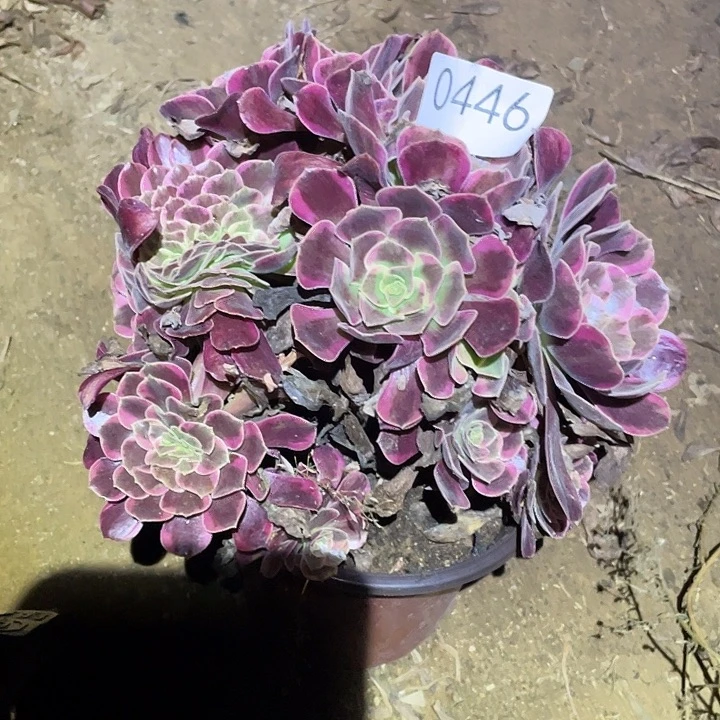 多肉植物法师446凤冠缀