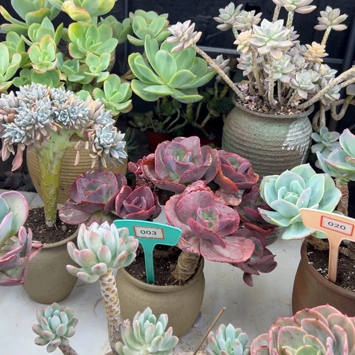 喵**喵秀缘多肉植物003