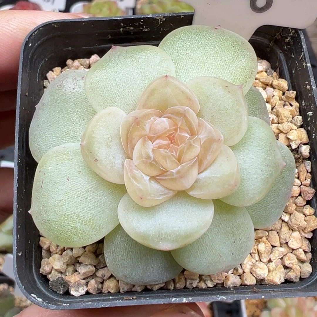 826号风花雪月系列玉瑶