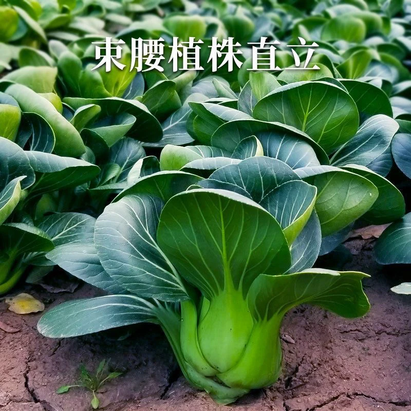 【全店满8包包邮】苏州青种子矮脚苏州青菜种籽正宗矮脚苏州青种籽