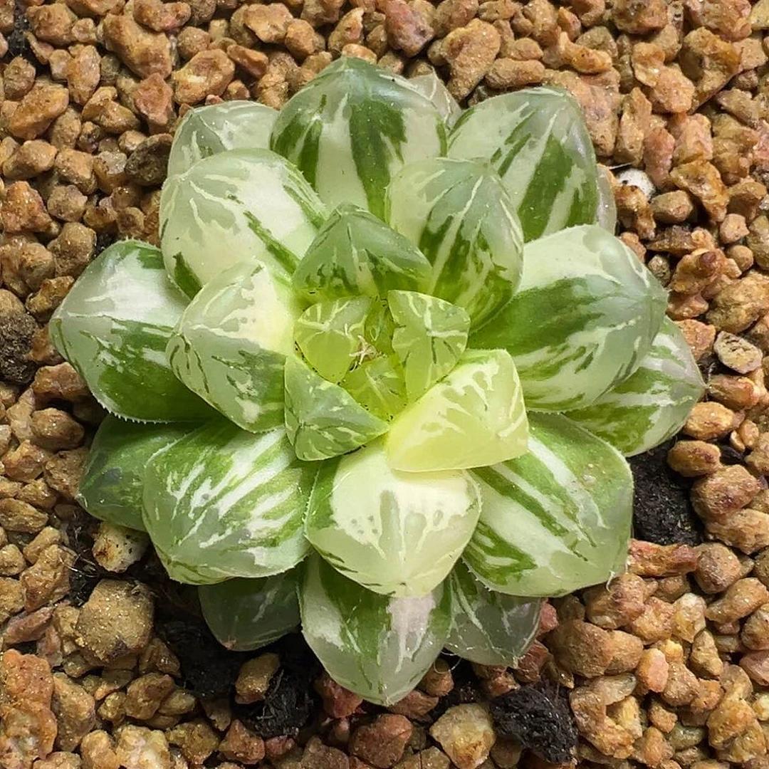 苏州拉丝锦玉露多肉植物