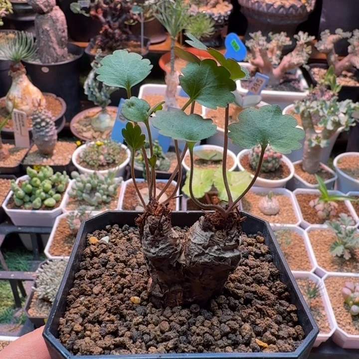 汉***卡肾叶洋葵147 仙人球