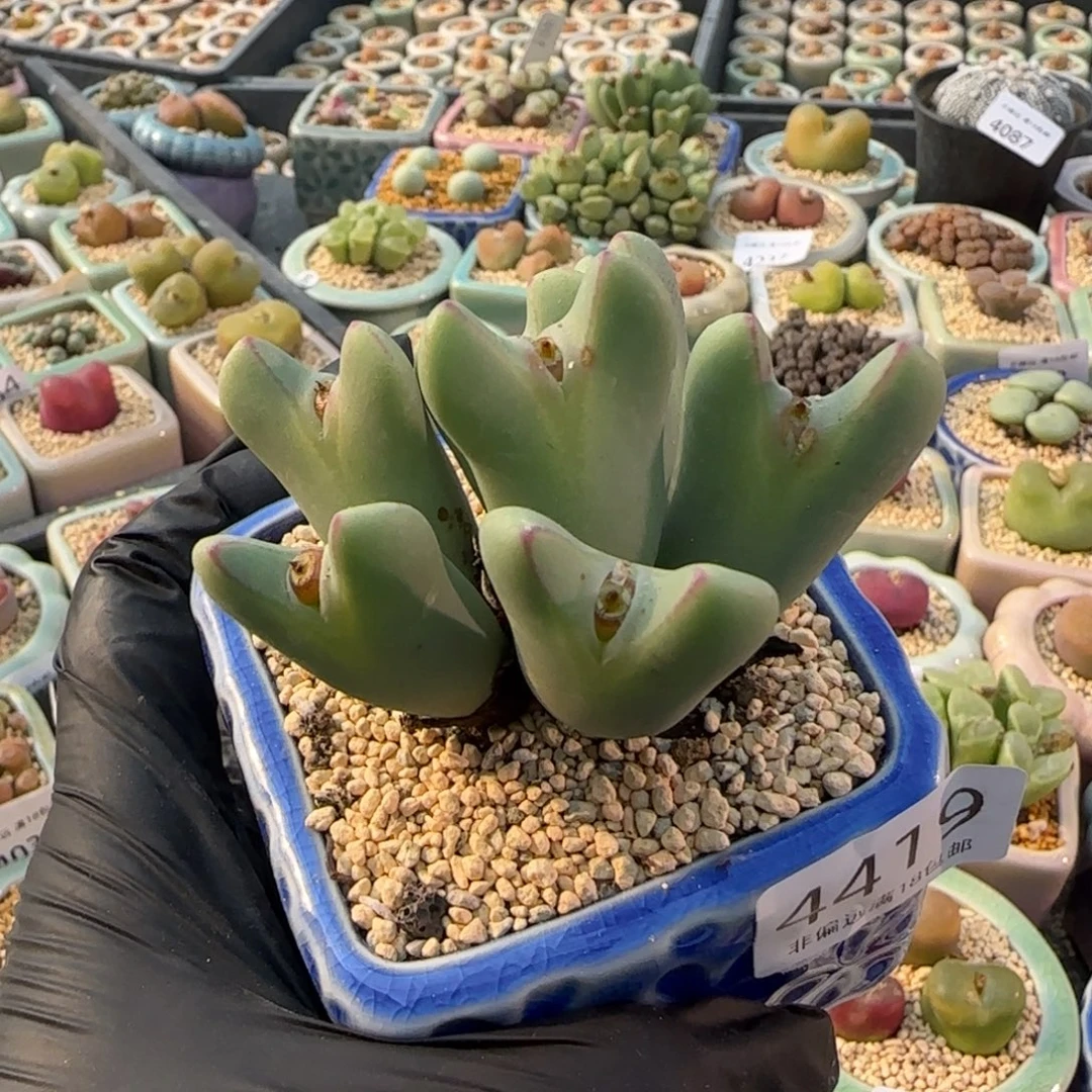 4419-一物一拍 带盆