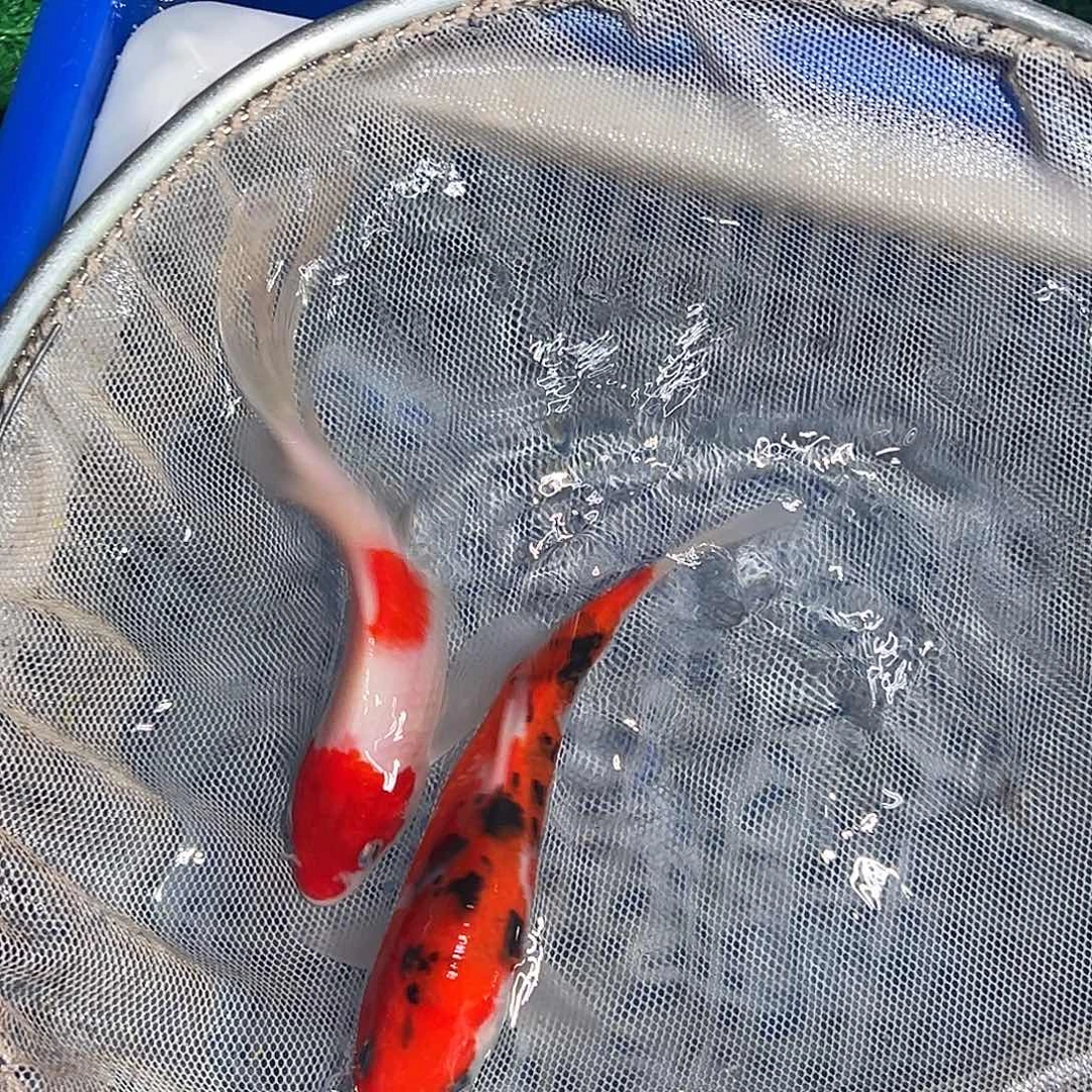 锦鲤锦鲤观赏鱼1111