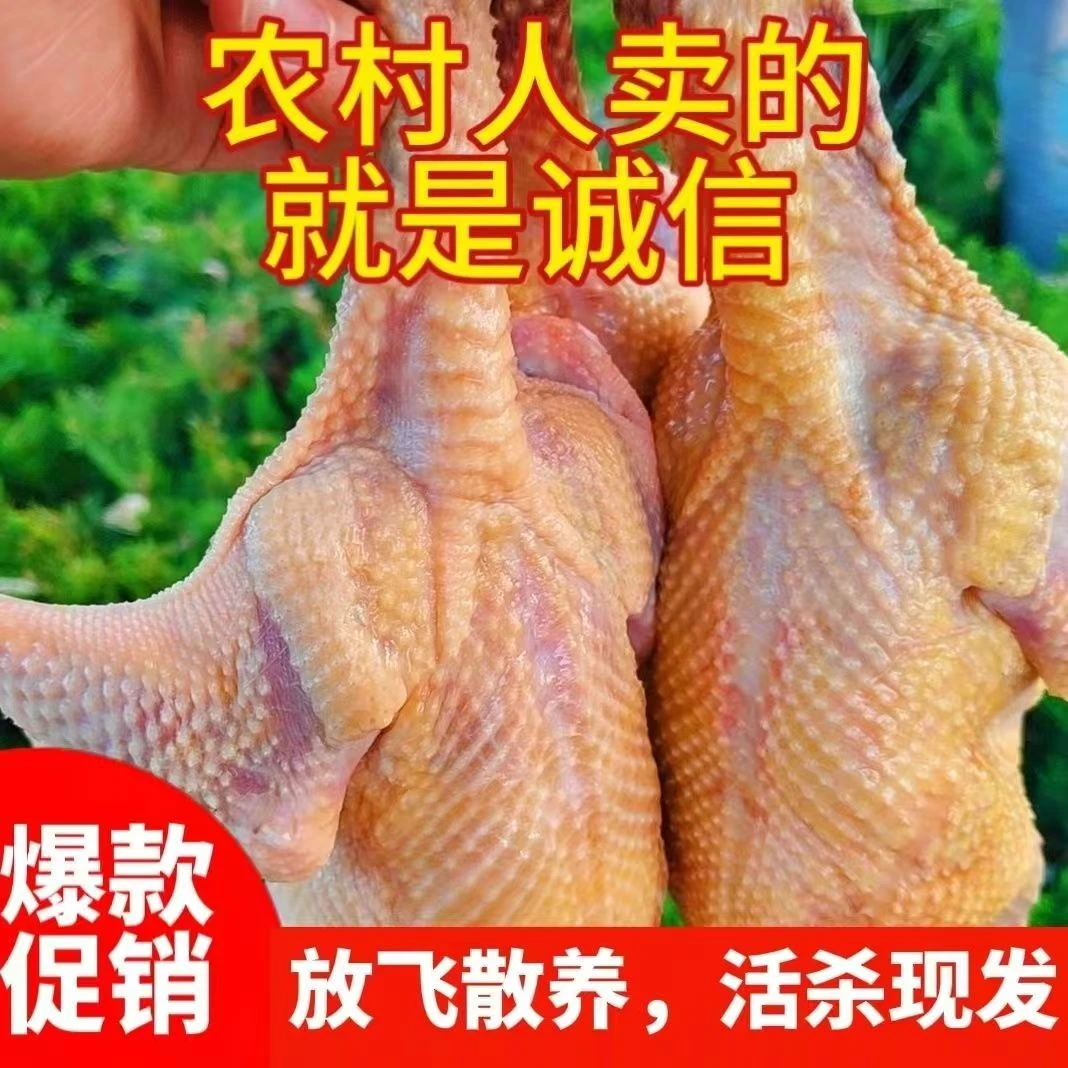 老土鸽3只散养优质五谷喂养3-5年新鲜现杀鸽子肉8-9两/只【顺丰