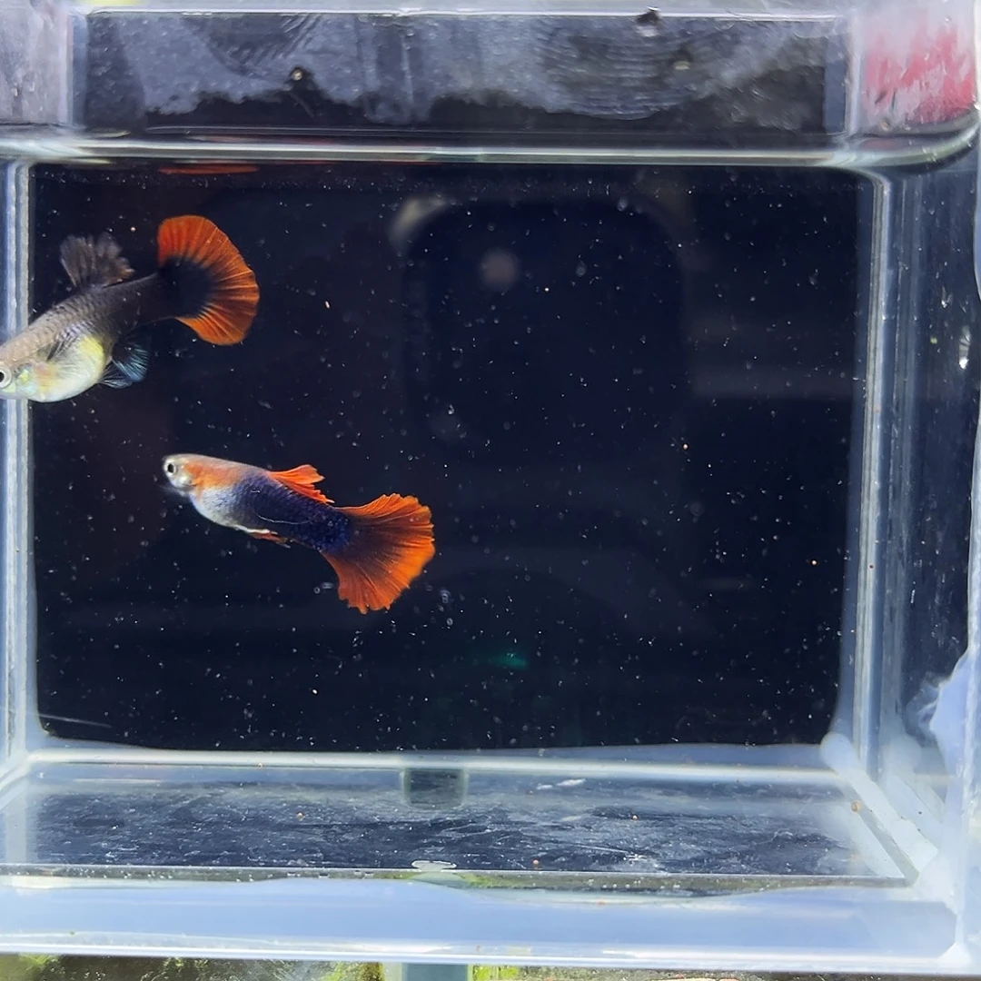 孔雀鱼18折扇菊花