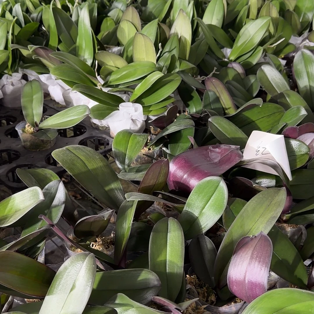 无花朵蝴蝶兰用大万灵