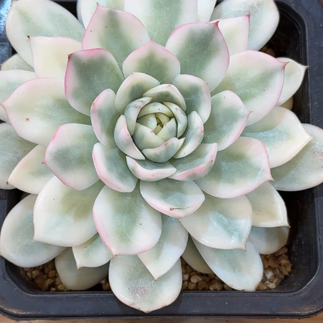 粉水晶 安吉园艺锦