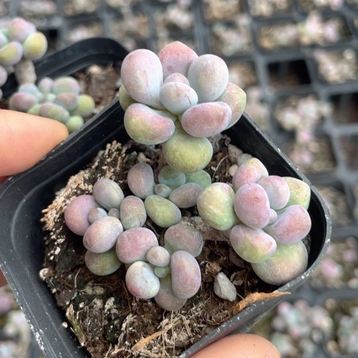 一我一拍满18包邮