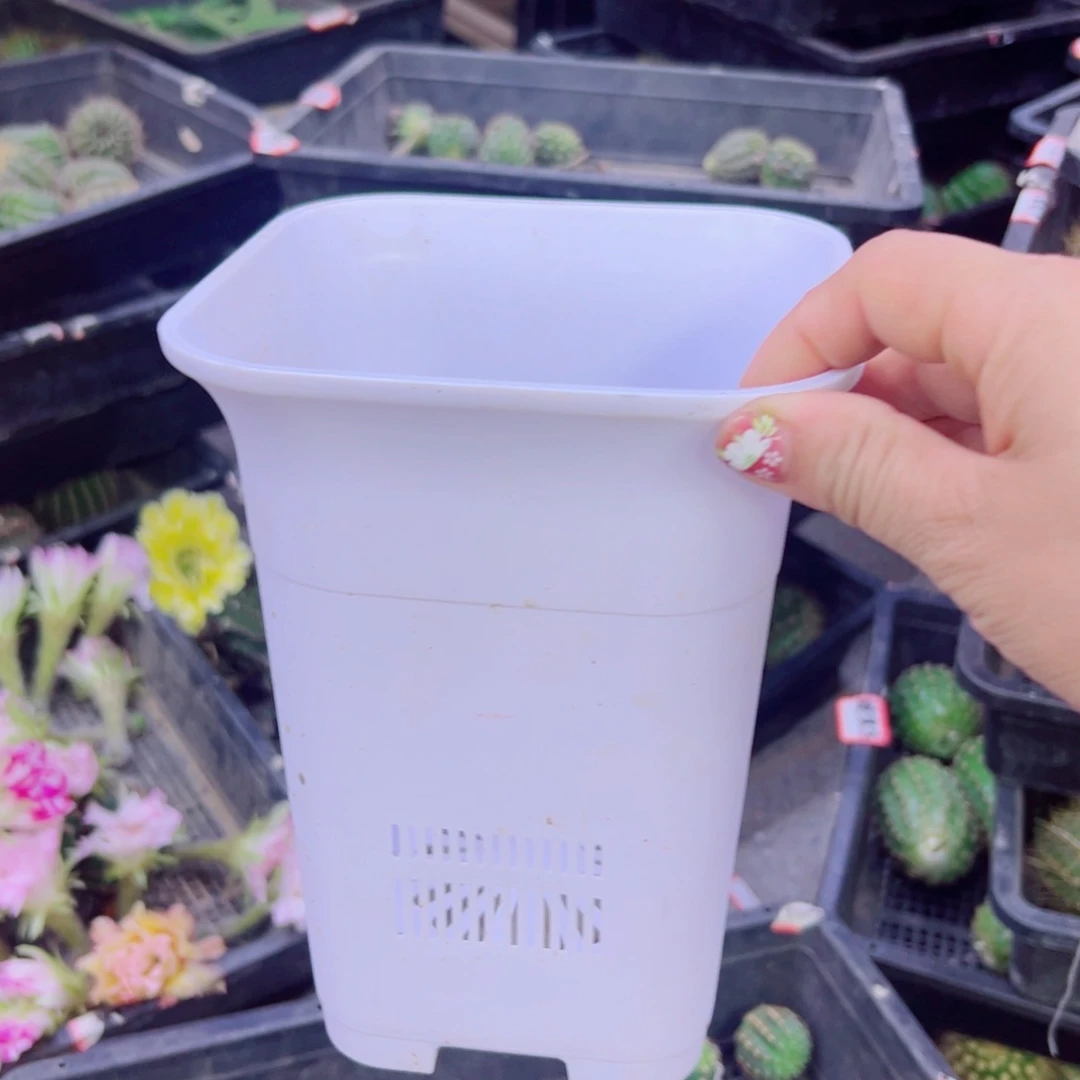 下18大白万象口径15高20无托盘20包邮