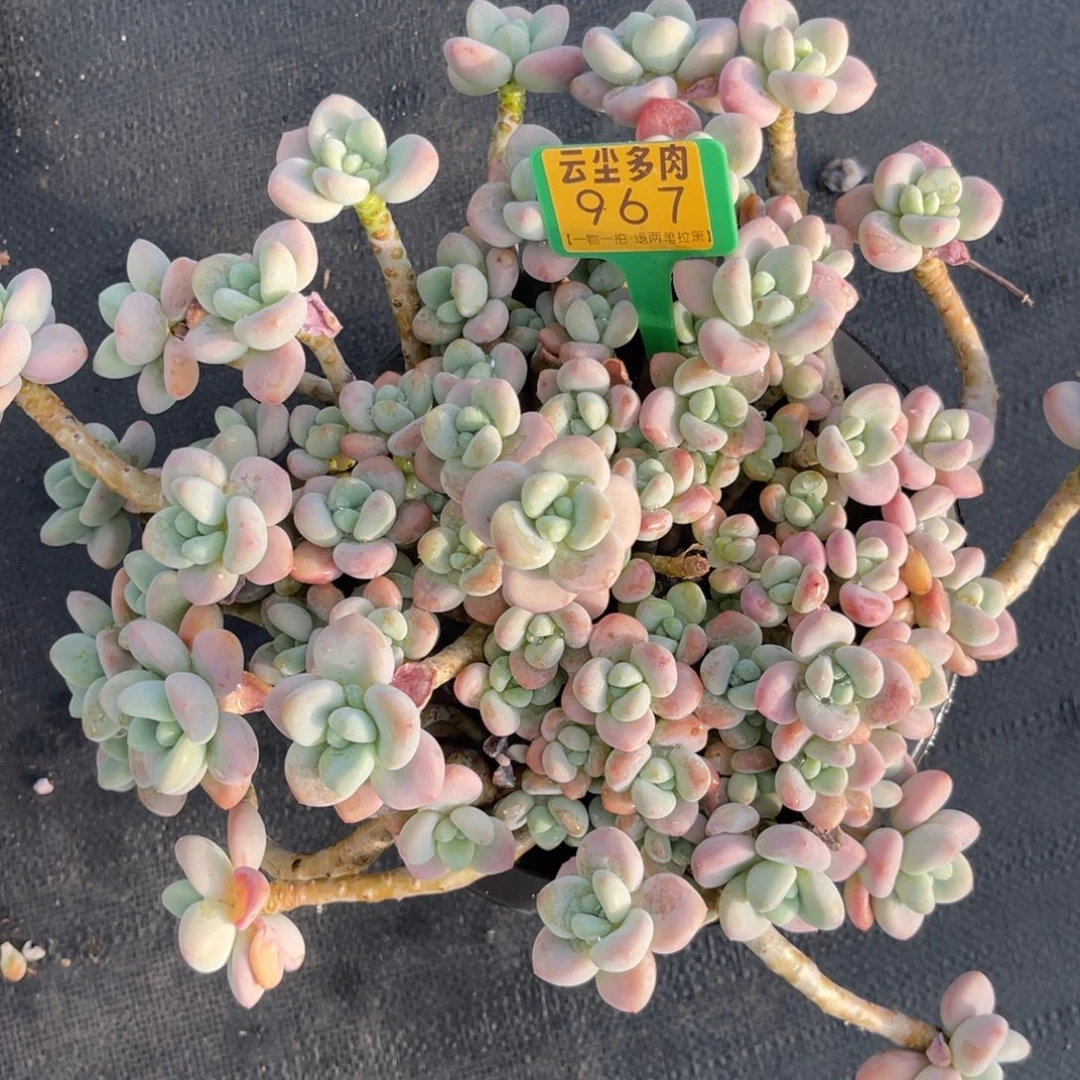 云尘多肉一物一拍967