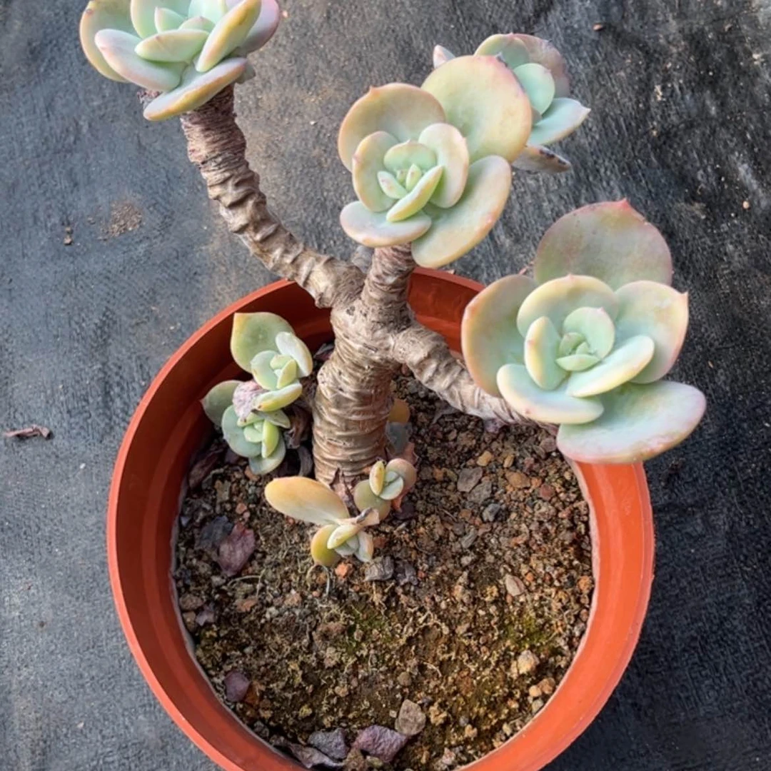 【闪购商品】无花朵S****5