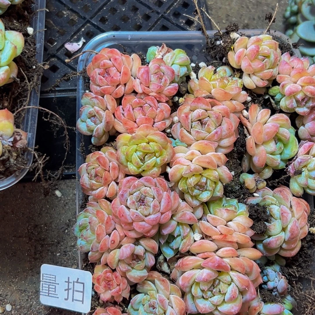 144多肉植物和植物在这里繁衍