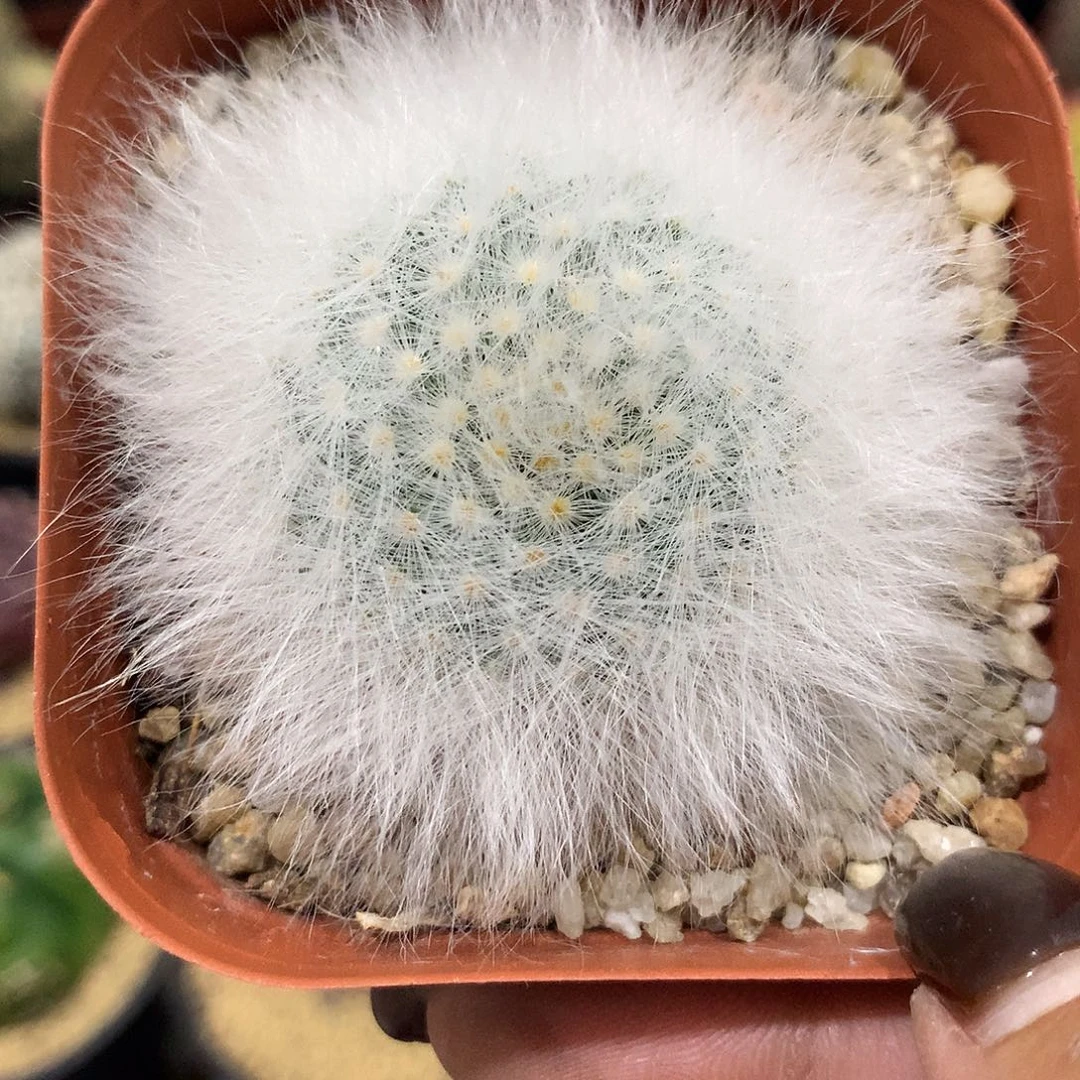 无刺光殿仙人球111