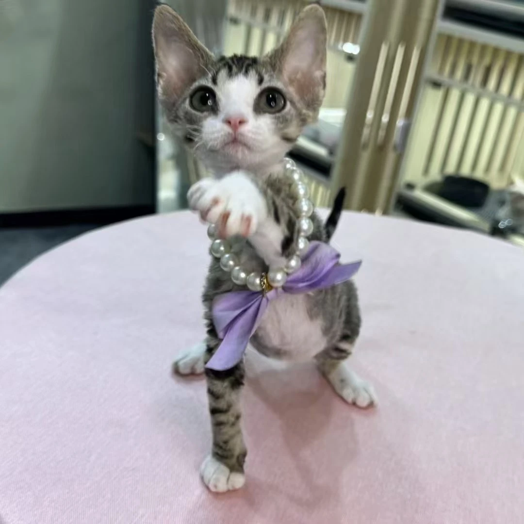 【Asa德文小卷卷】德文卷毛猫不掉毛巨粘人