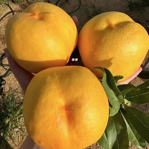 鲅鱼圈黄油桃黄金大油桃甜桃现货油桃水果鲅鱼圈特产现货油桃5斤