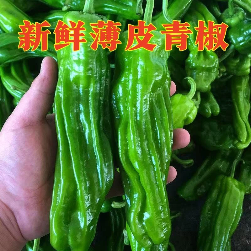 庭院新鲜采摘薄皮青椒蔬菜现摘现发