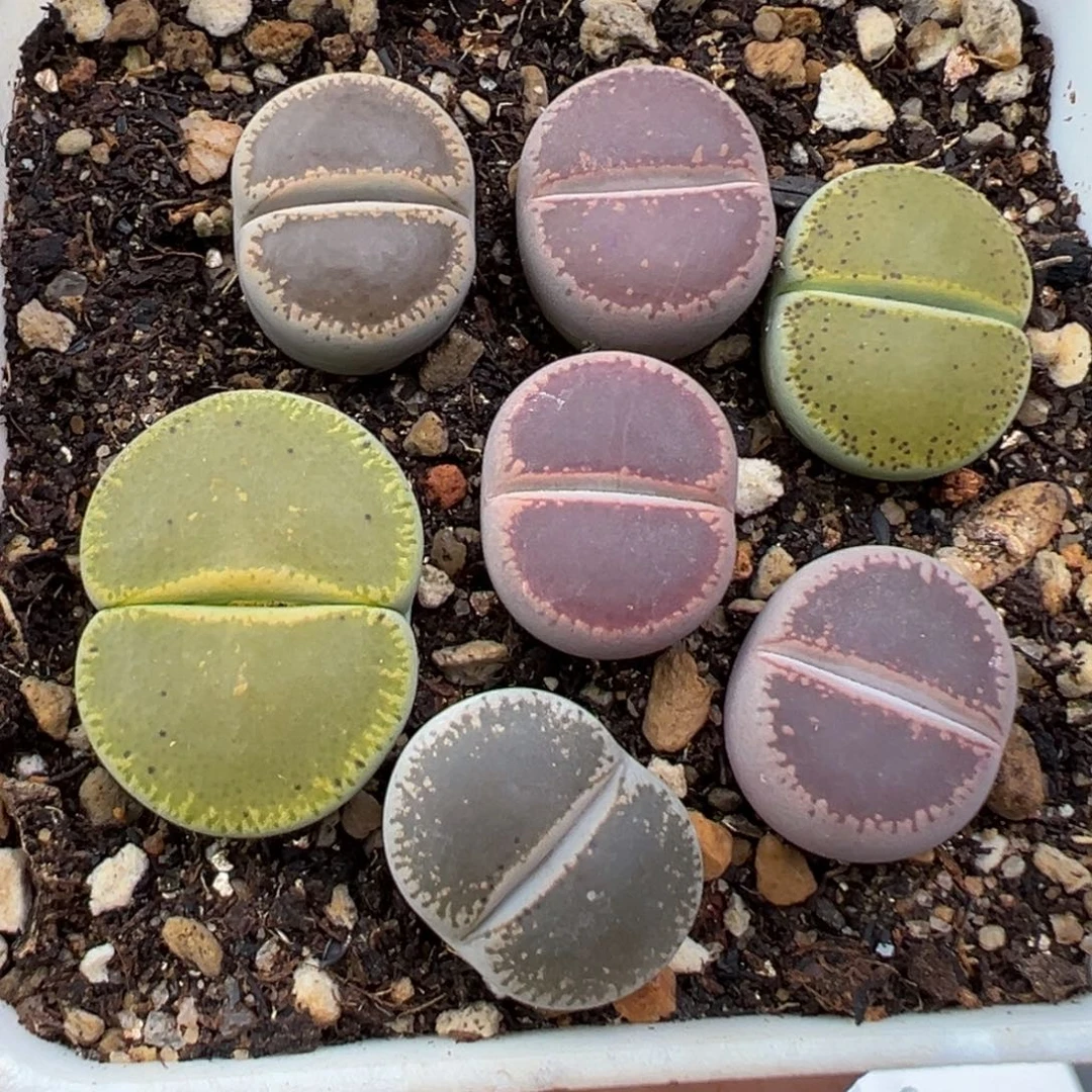 11.19好看的多肉脱土发货847