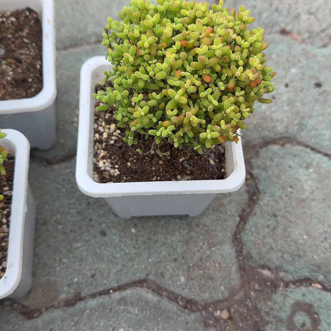 蜜桔糖球多肉植物