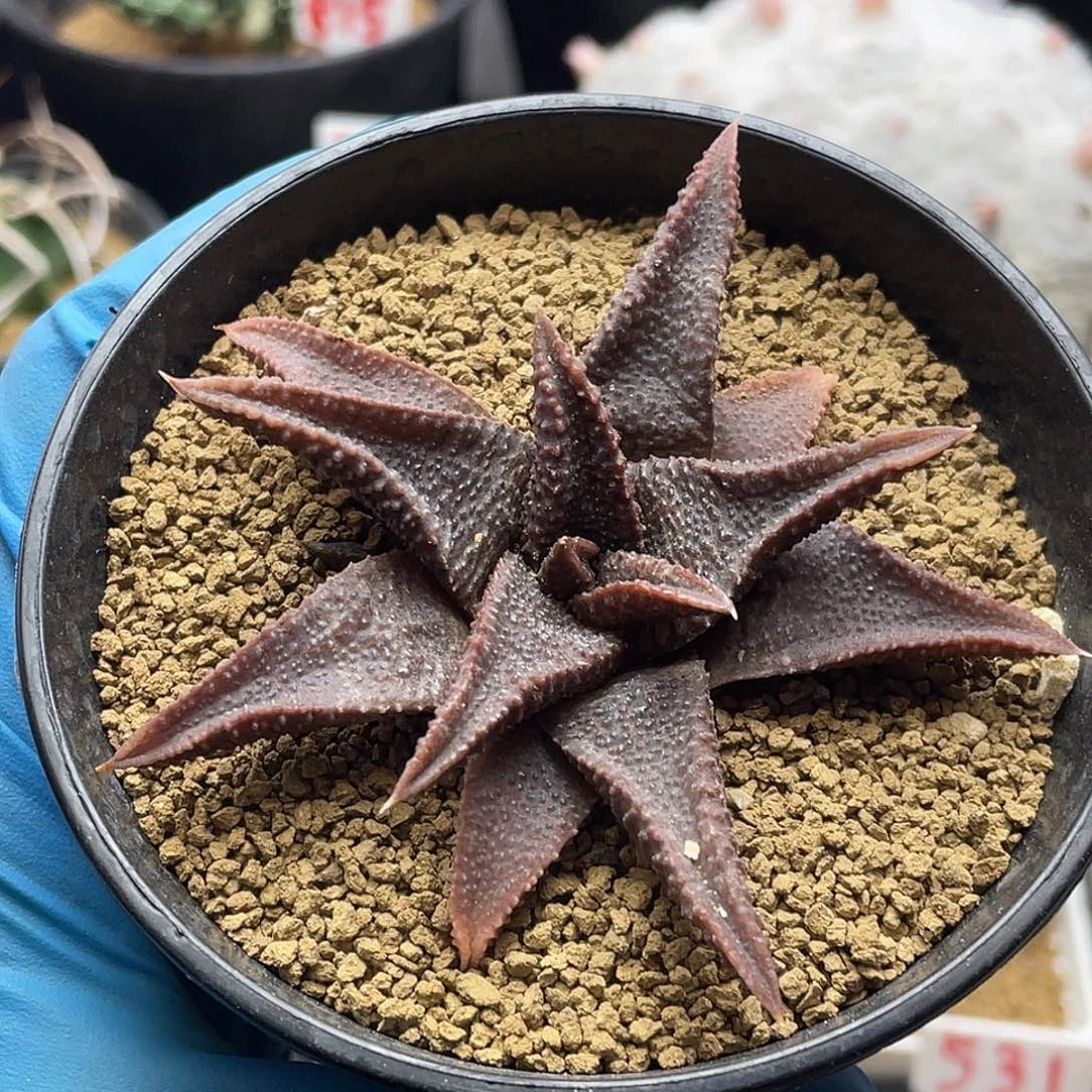 实生丸叶黑王寿仙人球多肉