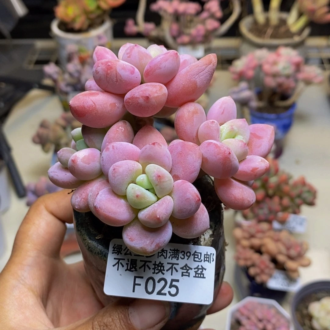 025樱花洛神多肉7c m