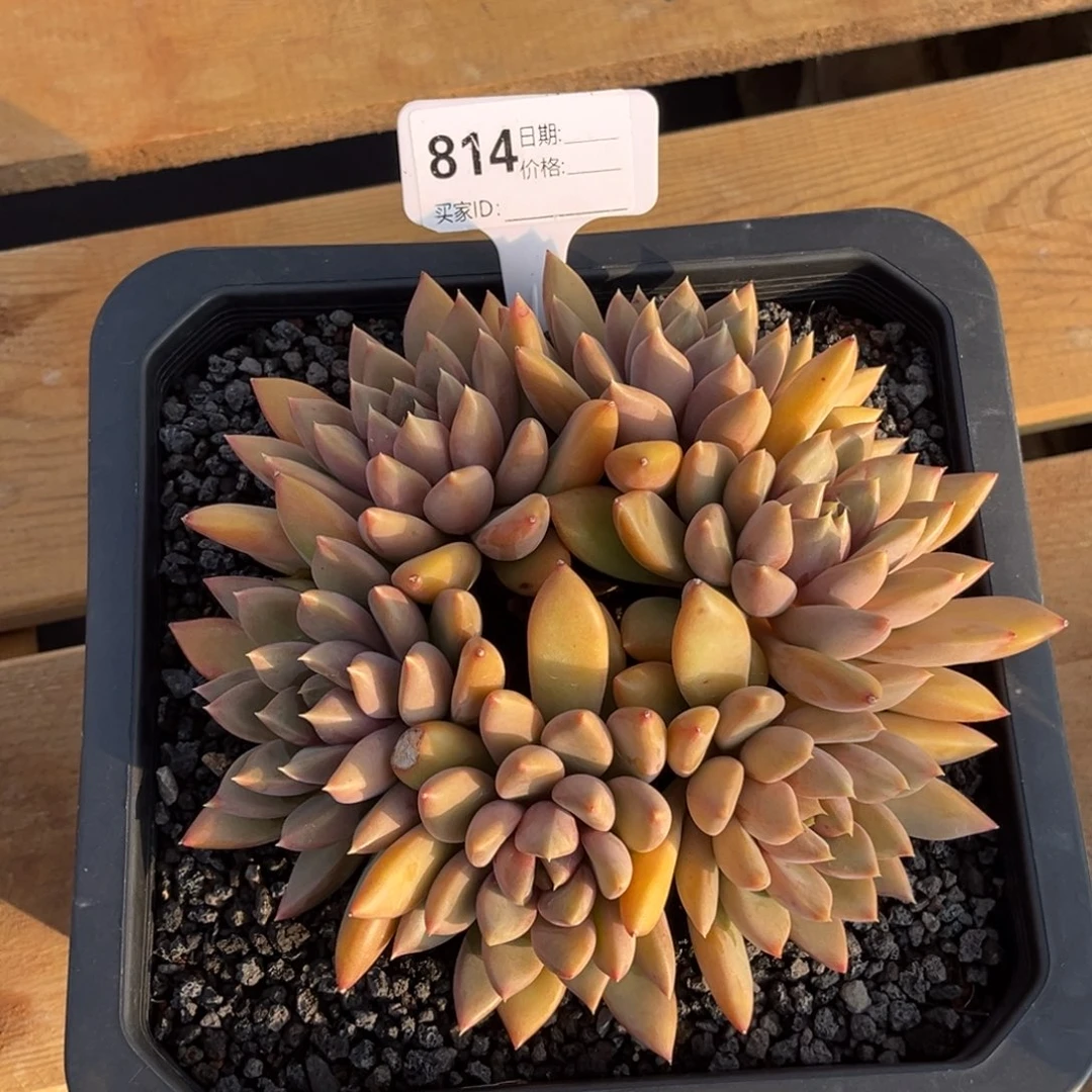 象牙多肉植物群生818