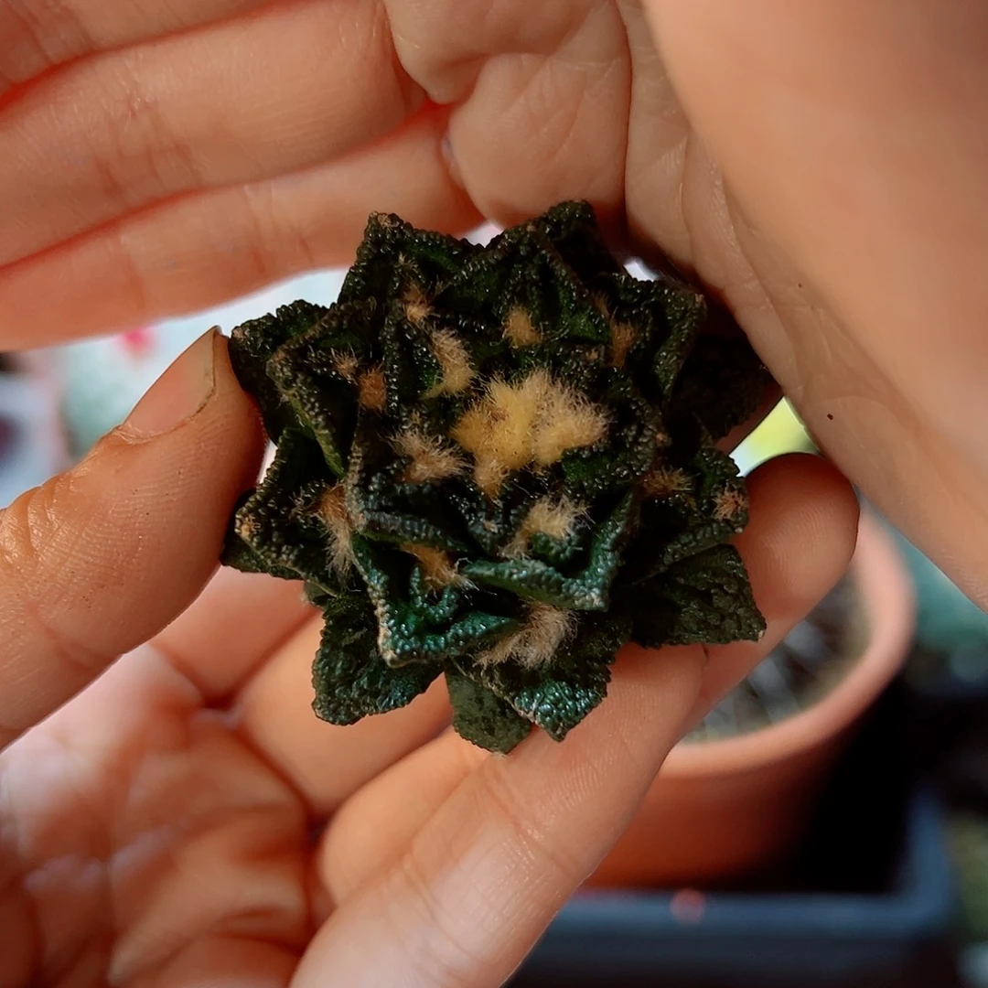 苗接辛盾牡丹4.3公分无根