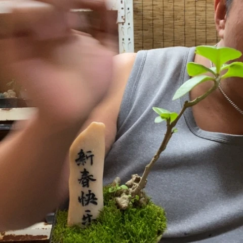 红陶一物一拍所见即所得131