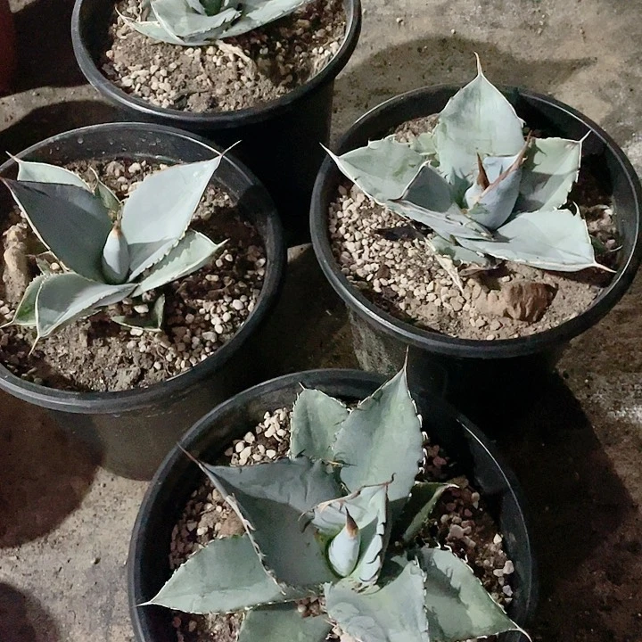 圆叶白冰15公分左右包邮