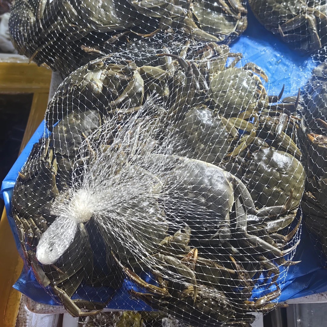 活蟹大闸母蟹每只2两左右