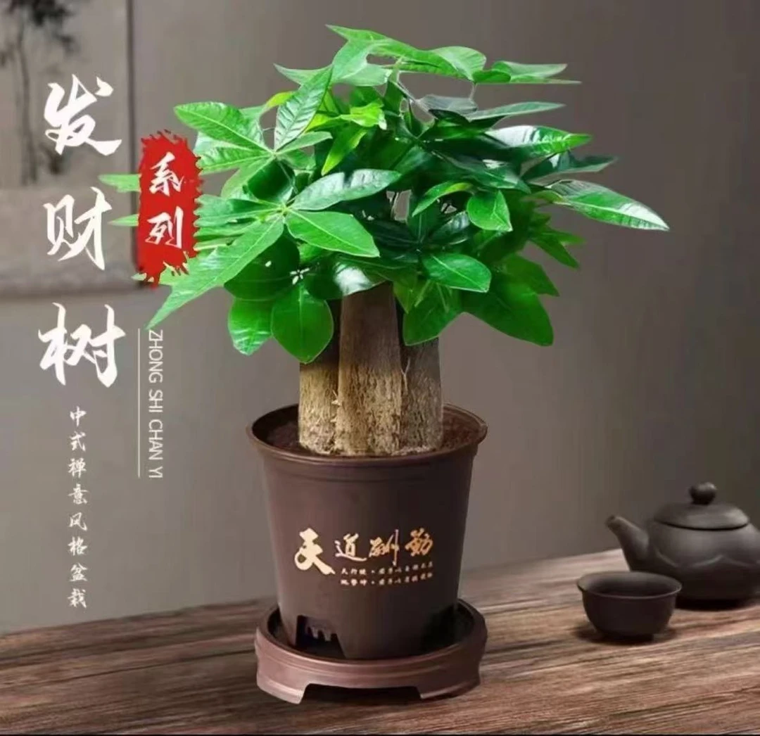 【新疆包邮】三杆发财树古典古韵中式风格
