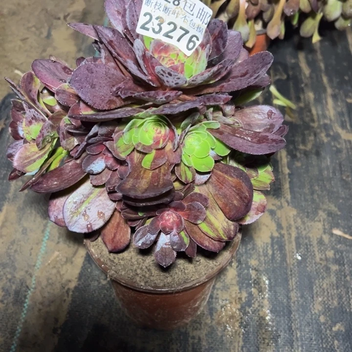 23276花月夜多肉植物