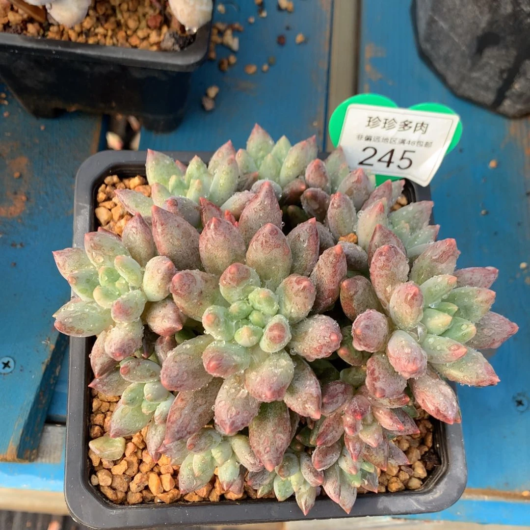 红蜻蜓捧花一物一拍